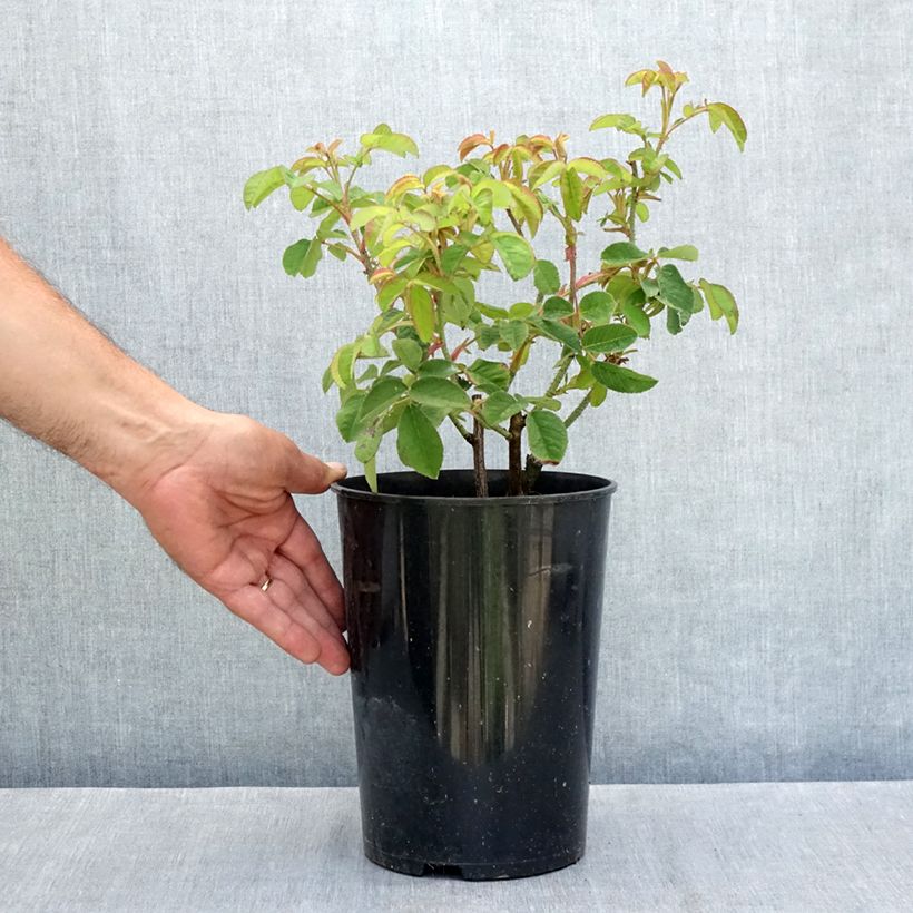 Exemplar von Rosa gallica Tuscany Superb - Essig-Rose Topf mit 4L/5L wie im Sommer geliefert