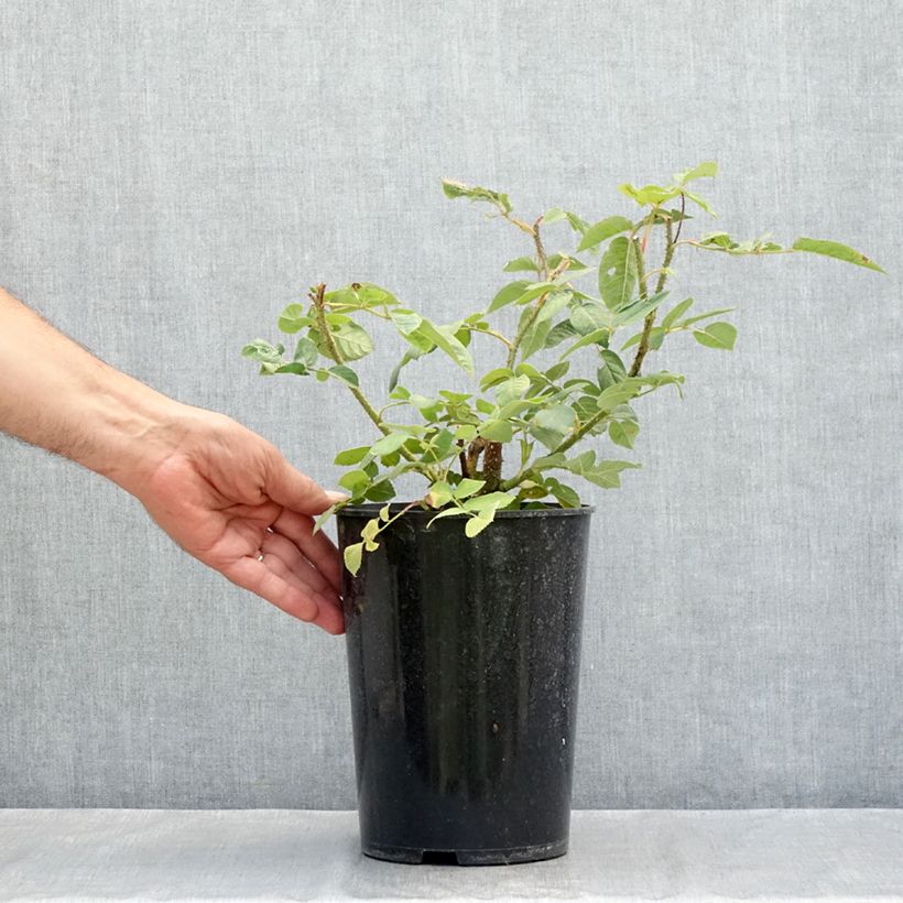 Exemplar von Rosa Centifolia Muscosa William Lobb - Zentifolie Topf mit 4L/5L wie im Sommer geliefert