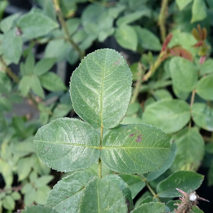 Rosa Centifolia Muscosa William Lobb - Zentifolie (Laub)