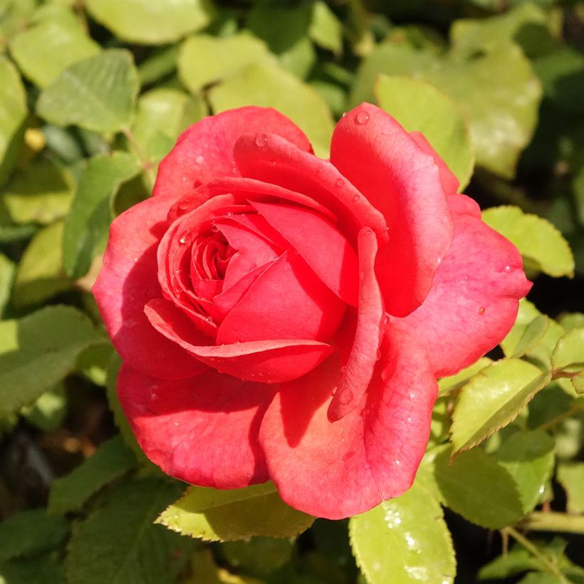 Rosa English Legend Sir Lancelot - Englische Rose (Blüte)