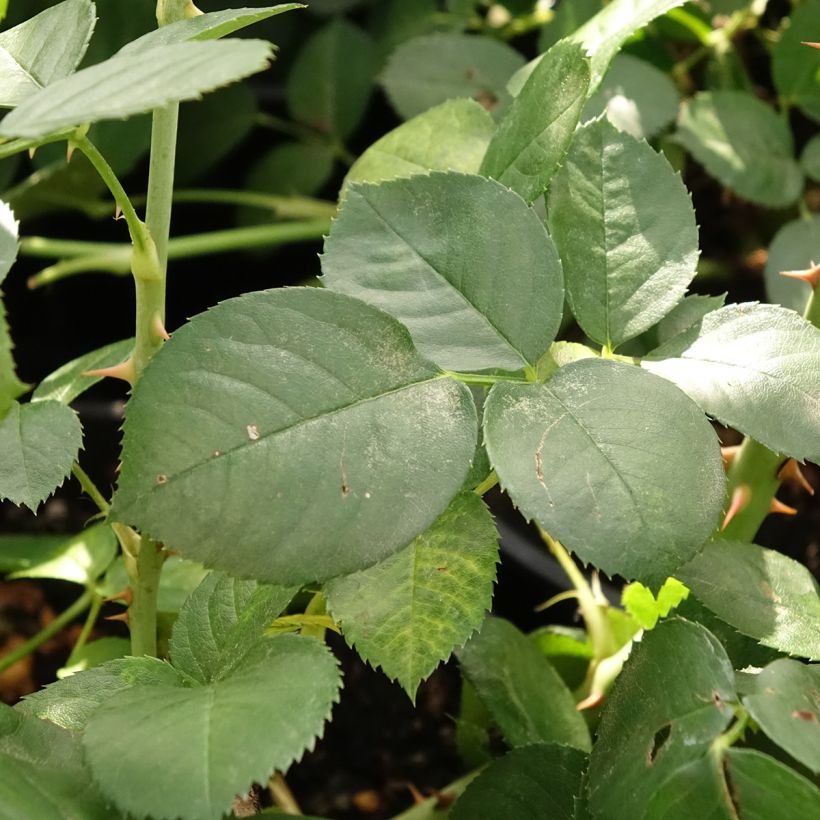 Rosa Astrid Lindgren - Beetrose (Laub)