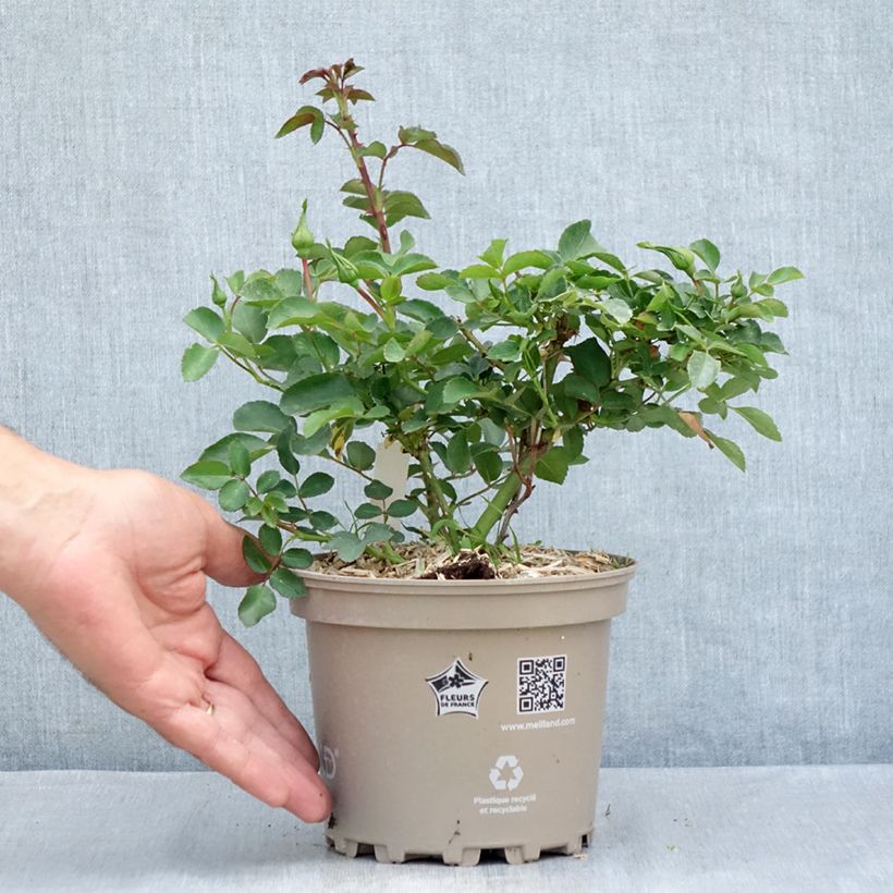 Exemplar von Rosier arbustif Blanc Meillandecor Topf mit 2L/3L wie im Sommer geliefert