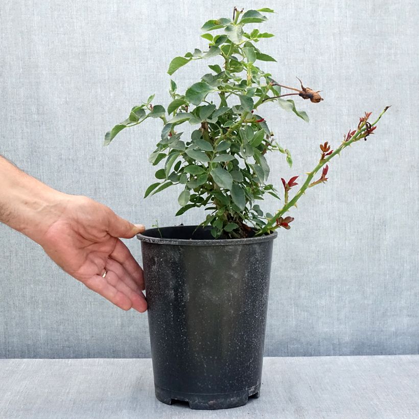 Exemplar von Rosier arbustif Blanc Meillandecor Topf mit 4L/5L wie im Sommer geliefert