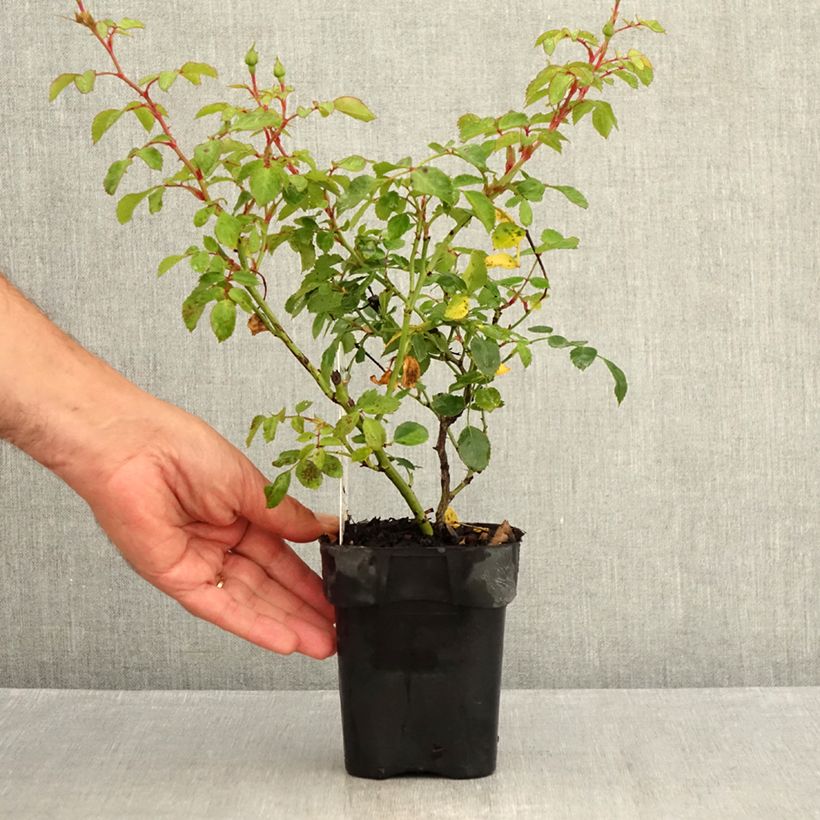 Exemplar von Rosa Bonica - Beetrose Topf 10 cm/11cm wie im Sommer geliefert
