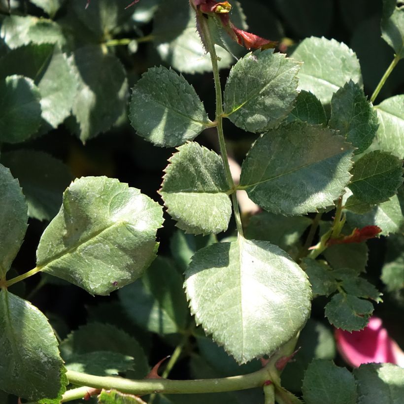 Rosa Candia Meillandecor - Bodendecker-Rose (Laub)