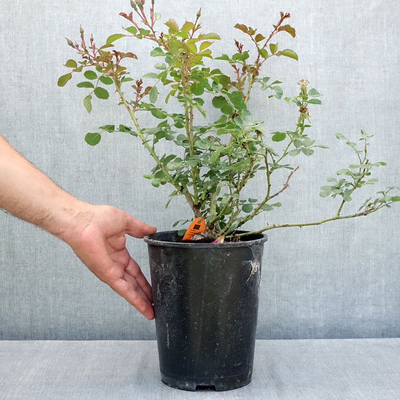 Exemplar von Rosier arbustif Candia Meillandecor Topf mit 4L/5L wie im Sommer geliefert