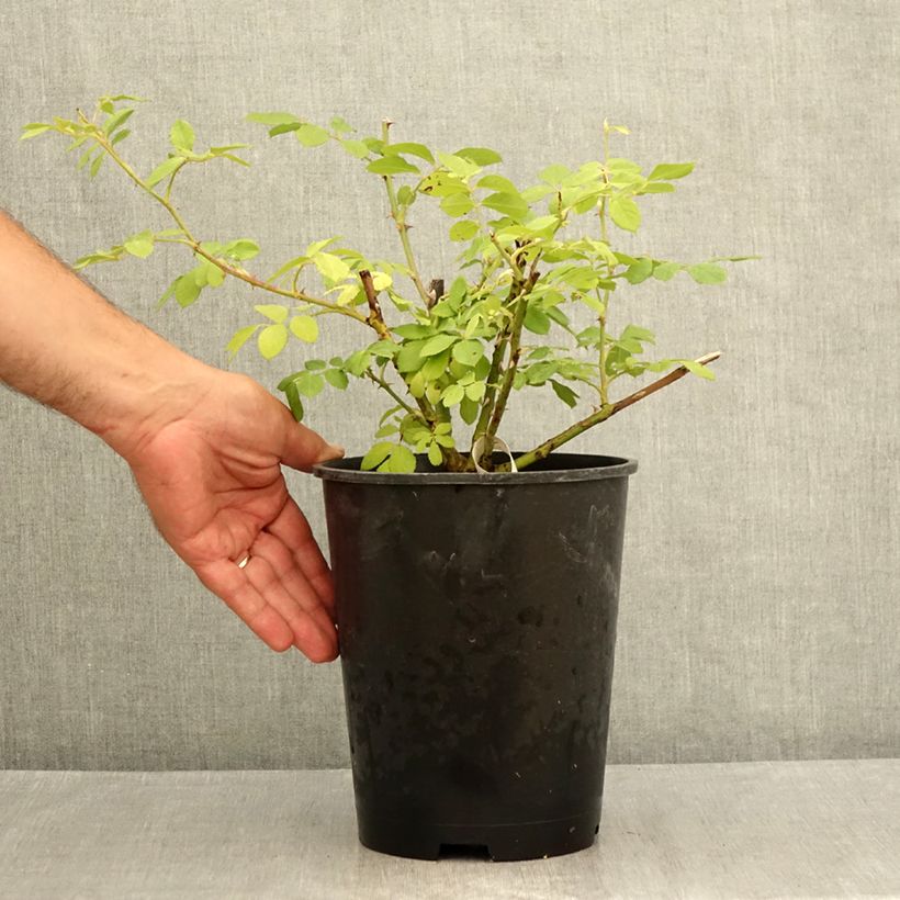 Exemplar von Rosa moschata Chateau de Munsbach - Moschus-Rose Topf mit 4L/5L wie im Sommer geliefert