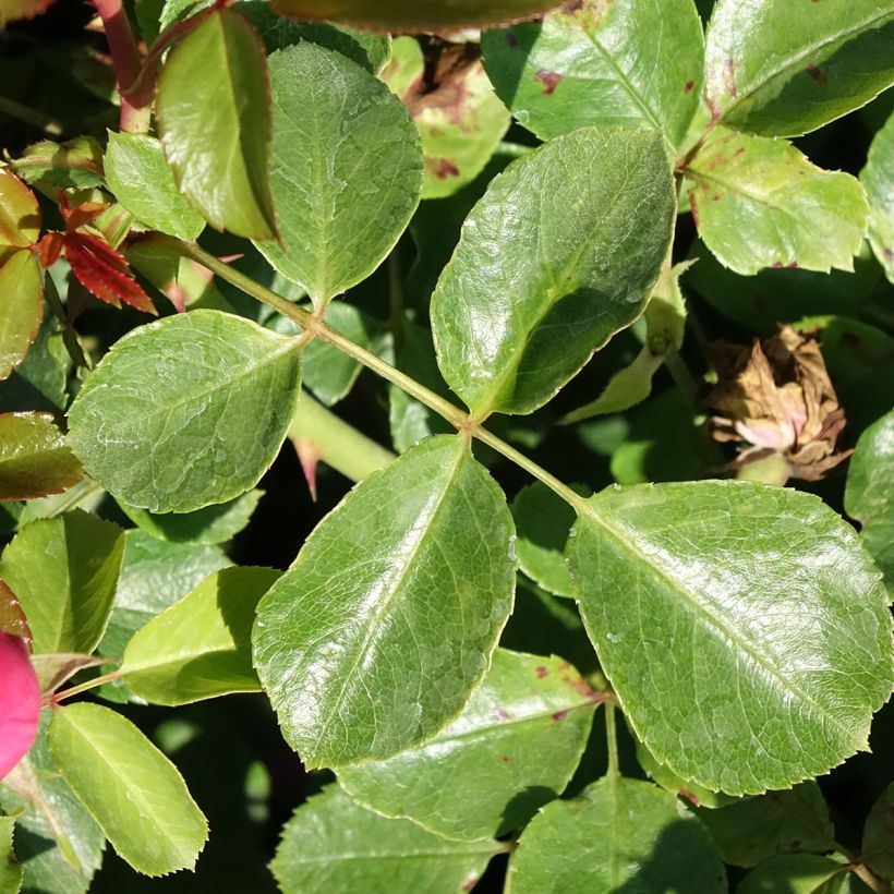 Rosa Deborah Meillandecor - Bodendecker-Rose (Laub)