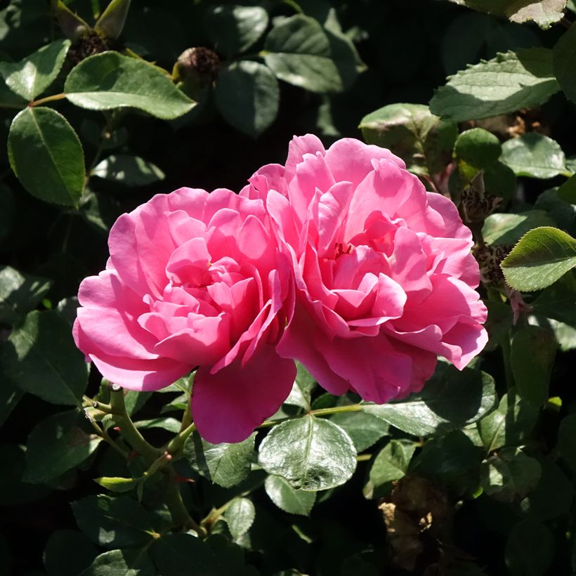 Rosa Deborah Meillandecor - Bodendecker-Rose (Blüte)