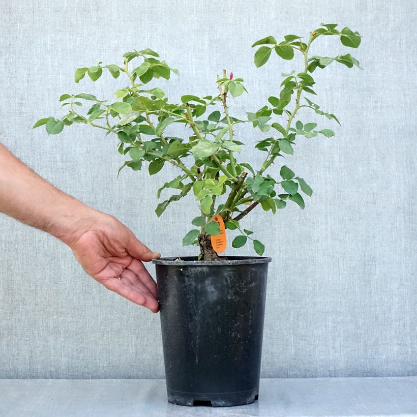 Exemplar von Rosier arbustif Deborah Meillandecor Topf mit 4L/5L wie im Sommer geliefert