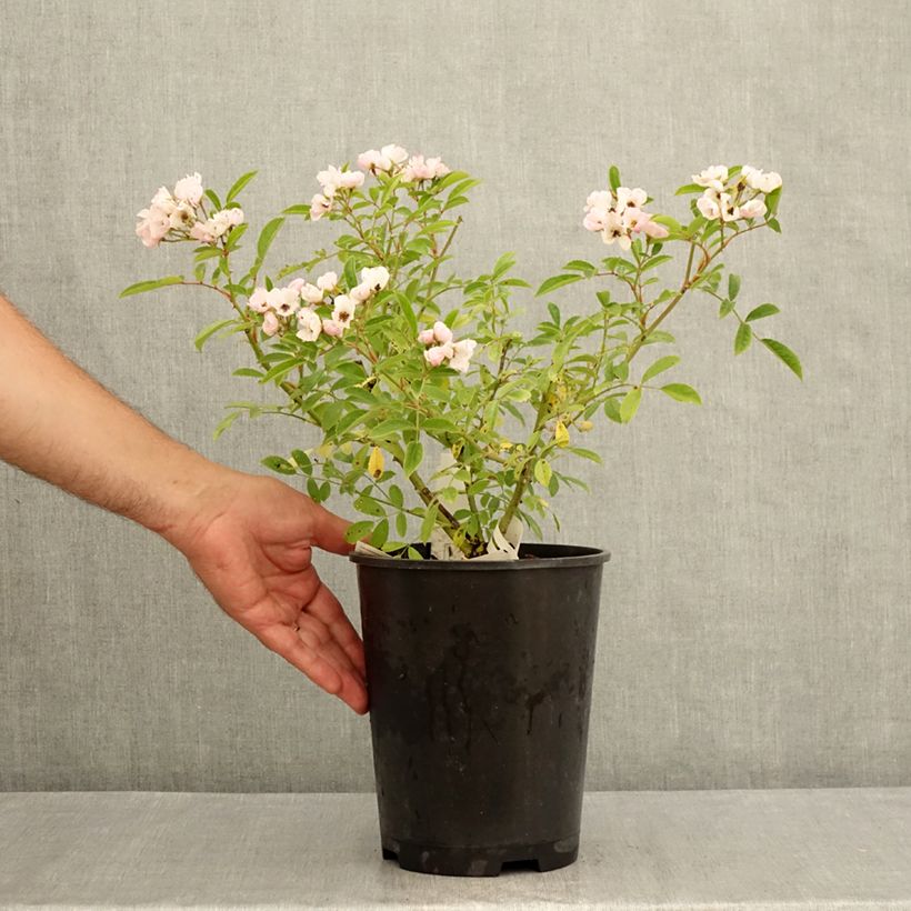 Exemplar von Rosa moschata Diamant Rose - Moschus-Rose Topf mit 4L/5L wie im Sommer geliefert