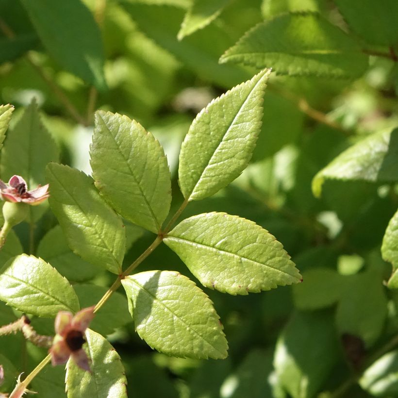 Rosa moschata Dinky VELheav - Moschus-Rose (Laub)