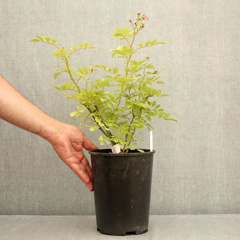 Exemplar von Rosa moschata Dinky VELheav - Moschus-Rose Topf mit 4L/5L wie im Sommer geliefert