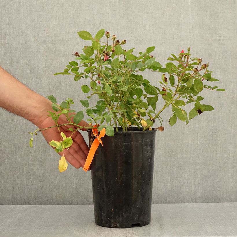 Exemplar von Rosa Stadt Hildesheim (Douceur Normande) - Strauchrose Topf mit 4L/5L wie im Sommer geliefert