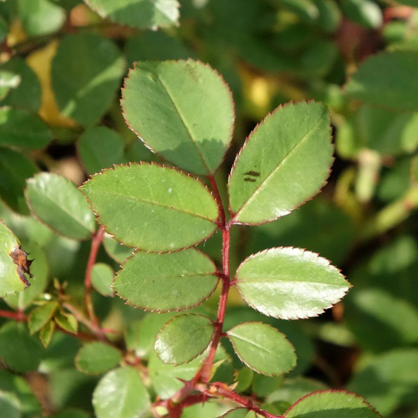 Rosa Stadt Hildesheim (Douceur Normande) - Strauchrose (Laub)