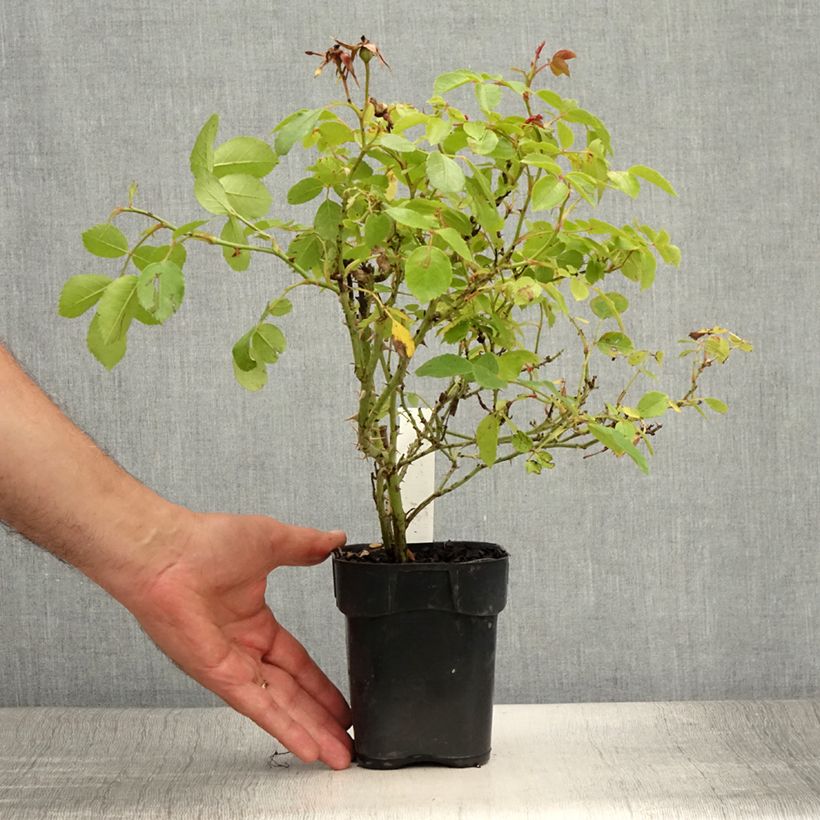 Exemplar von Rosa polyantha Friendly Pink - Polyantha-Rose Topf 10 cm/11cm wie im Sommer geliefert