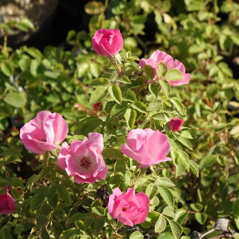 Rosa polyantha Friendly Pink - Polyantha-Rose (Blüte)