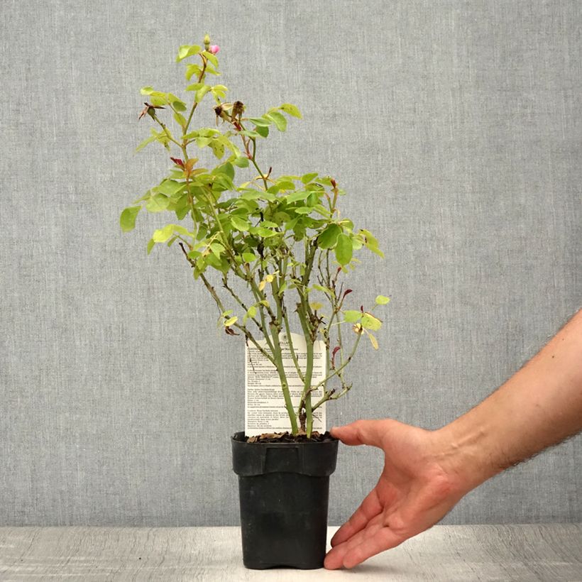 Exemplar von Rosa polyantha Friendly Purple - Polyantha-Rose Topf 10 cm/11cm wie im Sommer geliefert
