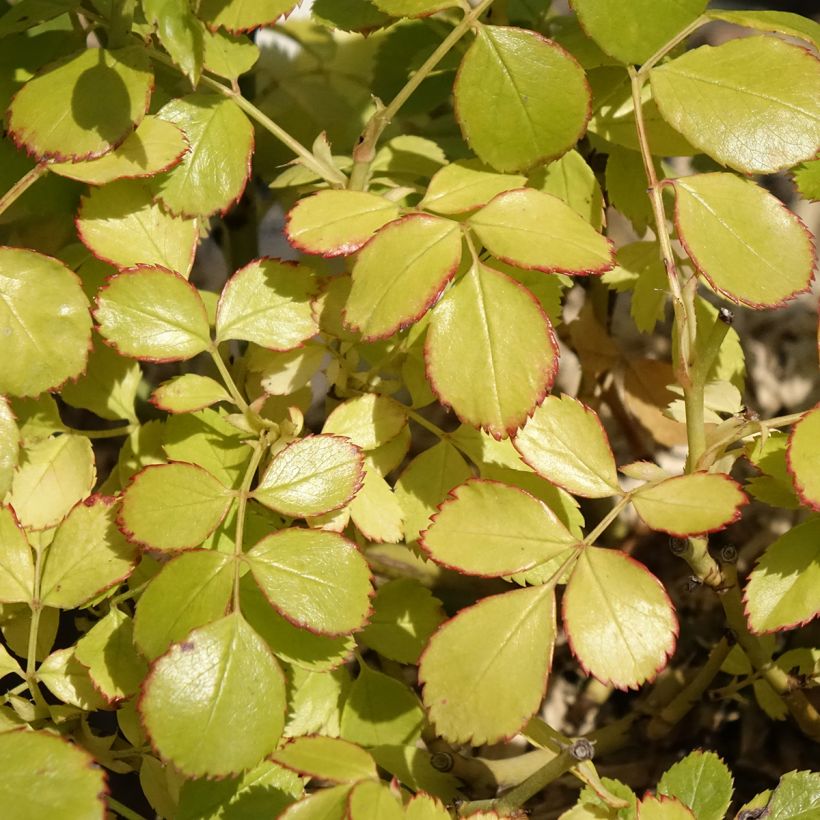 Rosa polyantha Friendly Purple - Polyantha-Rose (Laub)
