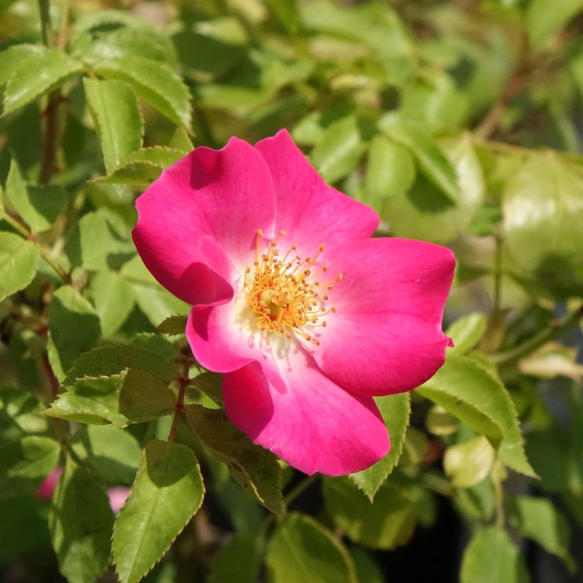 Rosa polyantha Friendly Purple - Polyantha-Rose (Blüte)