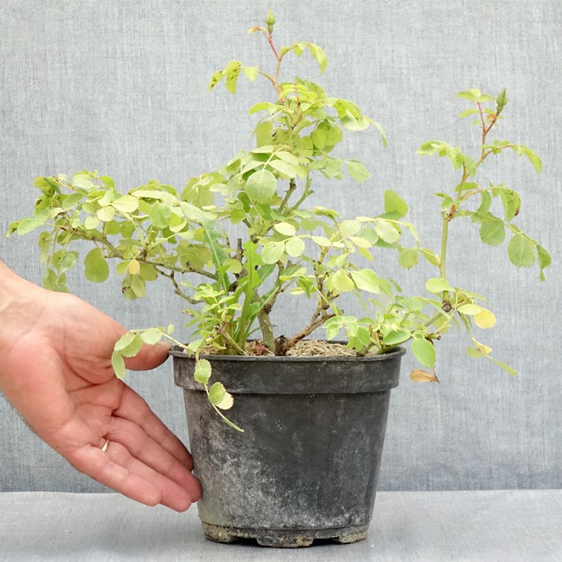 Exemplar von Rosa polyantha Friendly Purple - Polyantha-Rose Topf mit 2L/3L wie im Sommer geliefert