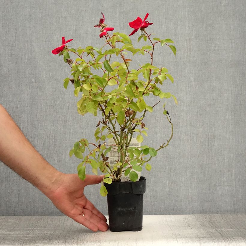 Exemplar von Rosa polyantha Friendly Red Meiariba - Polyantha-Rose Topf 10 cm/11cm wie im Sommer geliefert