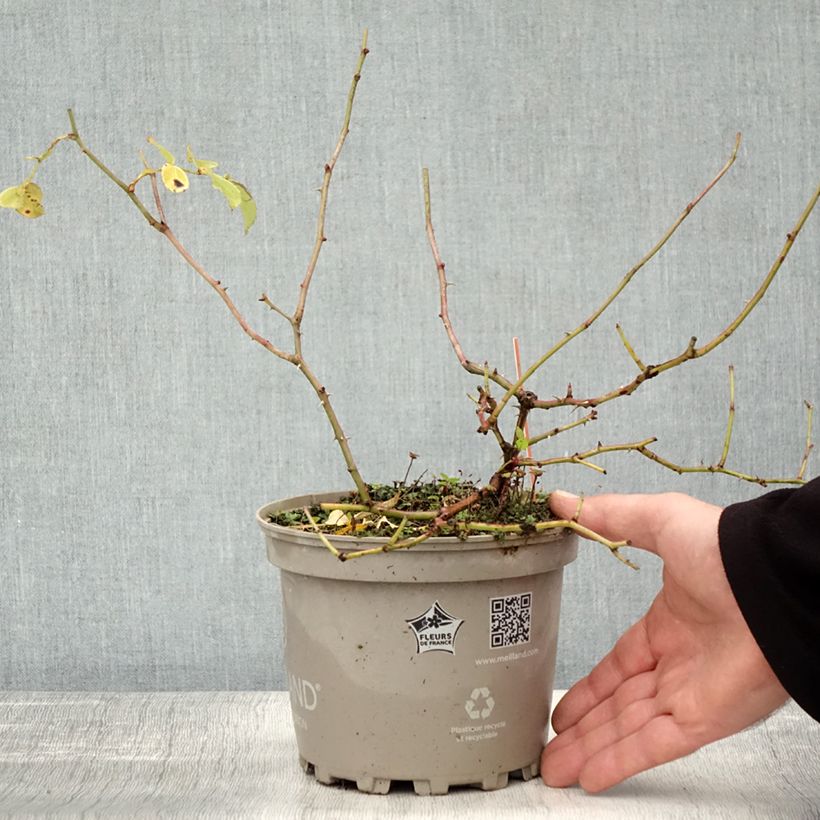 Exemplar von Rosa polyantha Friendly Red Meiariba - Polyantha-Rose Topf mit 2L/3L wie im Herbst geliefert