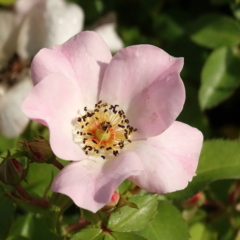 Rosa polyantha Friendly Sweet - Polyantha-Rose (Blüte)
