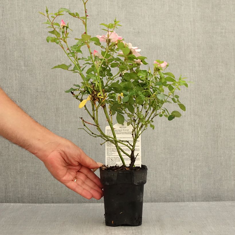 Exemplar von Rosa polyantha Friendly Sweet - Polyantha-Rose Topf 10 cm/11cm wie im Sommer geliefert