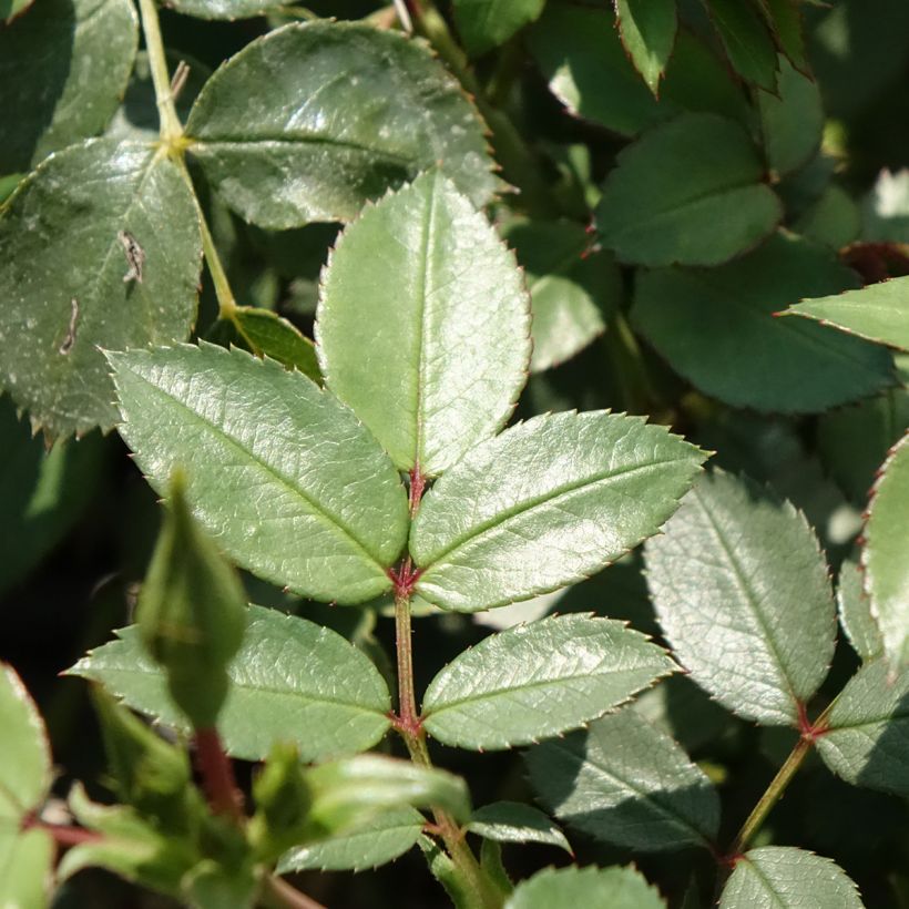 Rosa polyantha Friendly Sweet - Polyantha-Rose (Laub)