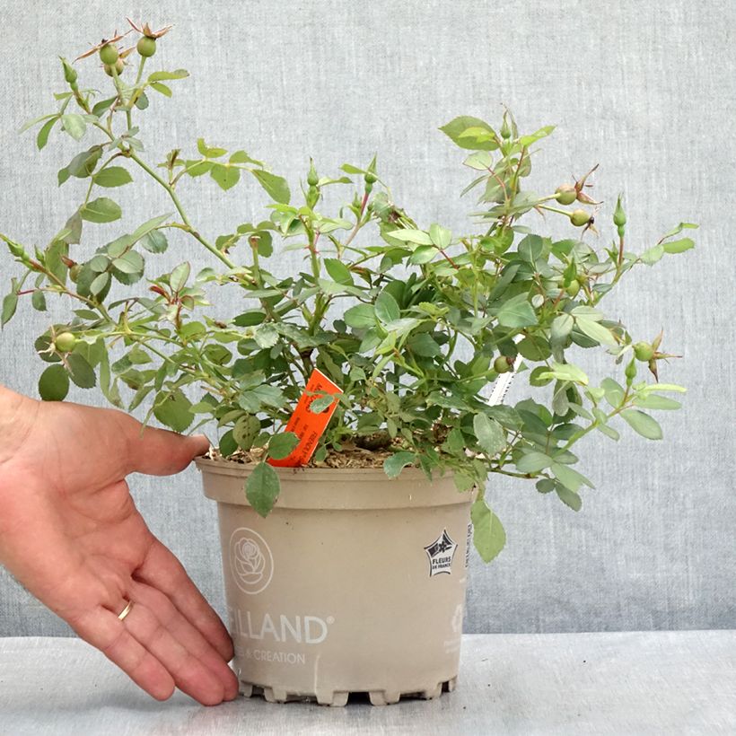 Exemplar von Rosa polyantha Friendly Sweet - Polyantha-Rose Topf mit 2L/3L wie im Sommer geliefert