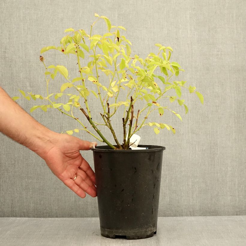 Exemplar von Rosa moschata La feuillerie - Moschus-Rose Topf mit 4L/5L wie im Sommer geliefert