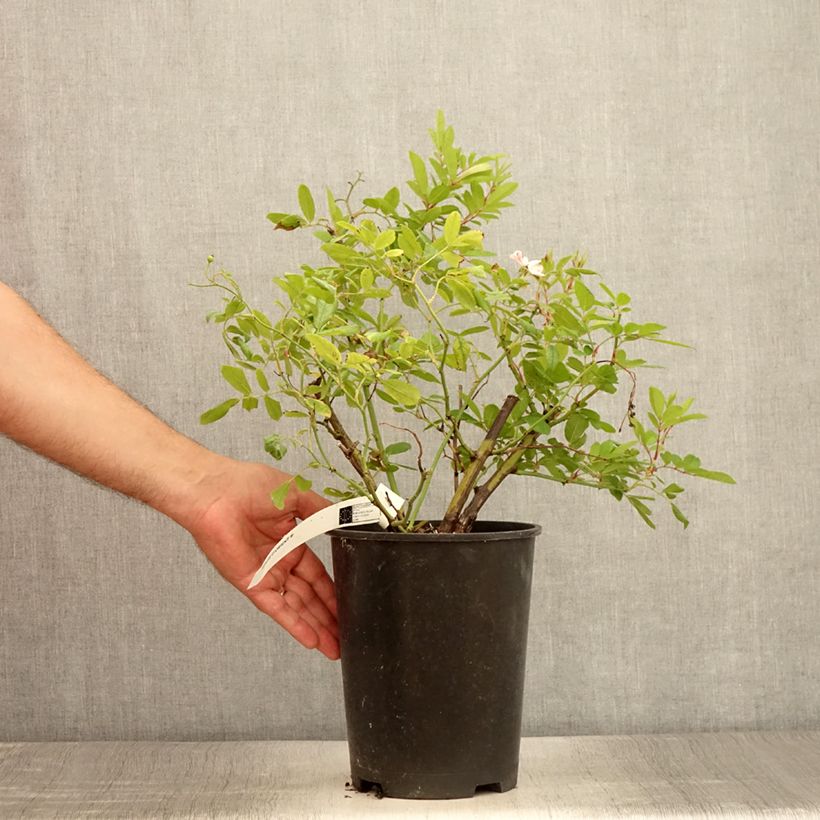 Exemplar von Rosa moschata Magie d'orient - Moschus-Rose Topf mit 4L/5L wie im Sommer geliefert