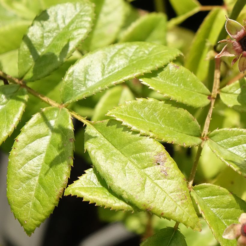 Rosa moschata Matchball - Moschus-Rose (Laub)