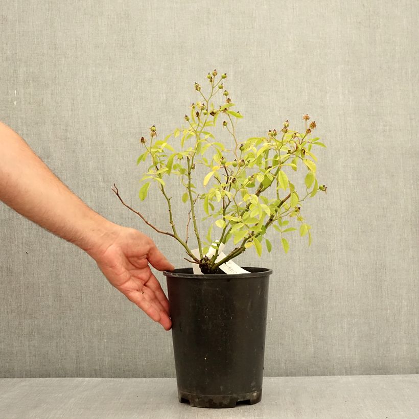 Exemplar von Rosa moschata Matchball - Moschus-Rose Topf mit 4L/5L wie im Sommer geliefert
