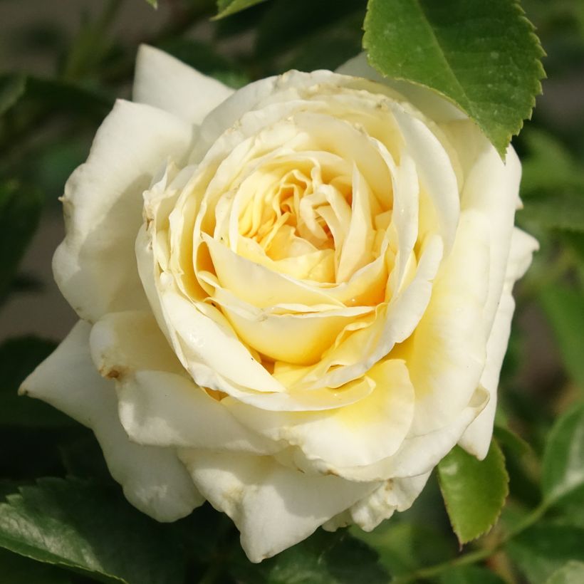 Rosa Nadia Meillandecor - Bodendecker-Rose (Blüte)