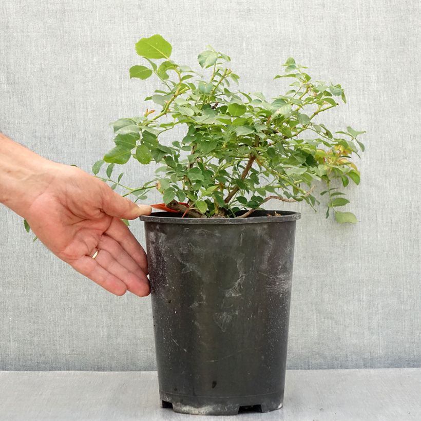 Exemplar von Rosier arbustif Nadia Meillandecor Topf mit 4L/5L wie im Sommer geliefert