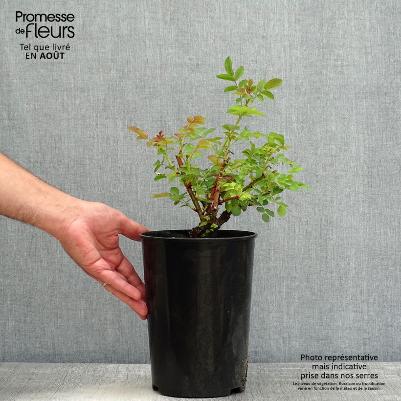 Exemplar von Rosa Nevada - Polyantha-Rose Topf mit 4L/5L wie im Sommer geliefert