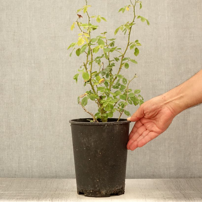 Exemplar von Rosa moschata Omi Oswald - Moschus-Rose Topf mit 4L/5L wie im Sommer geliefert
