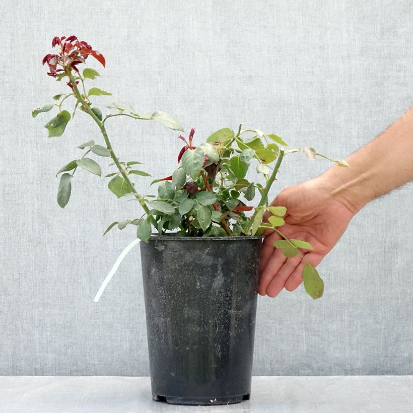 Exemplar von Rosa Grand Hotel - Polyantha-Rose Topf mit 4L/5L wie im Sommer geliefert