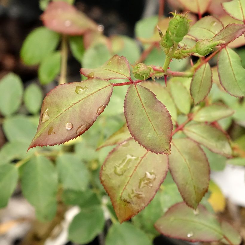 Rosa Pirouette - Beetrose (Laub)