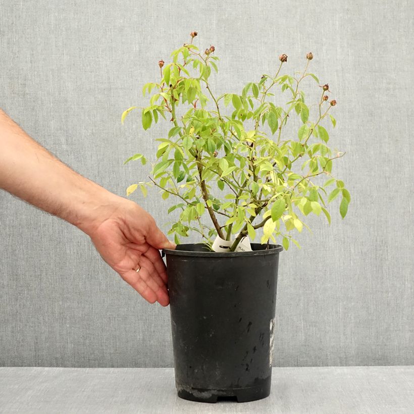 Exemplar von Rosa Plaisanterie - Polyantha-Rose Topf mit 4L/5L wie im Sommer geliefert