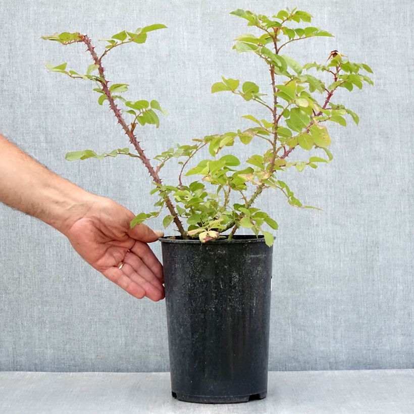 Exemplar von Rosa rugosa Robusta - Apfelrose Topf mit 4L/5L wie im Sommer geliefert