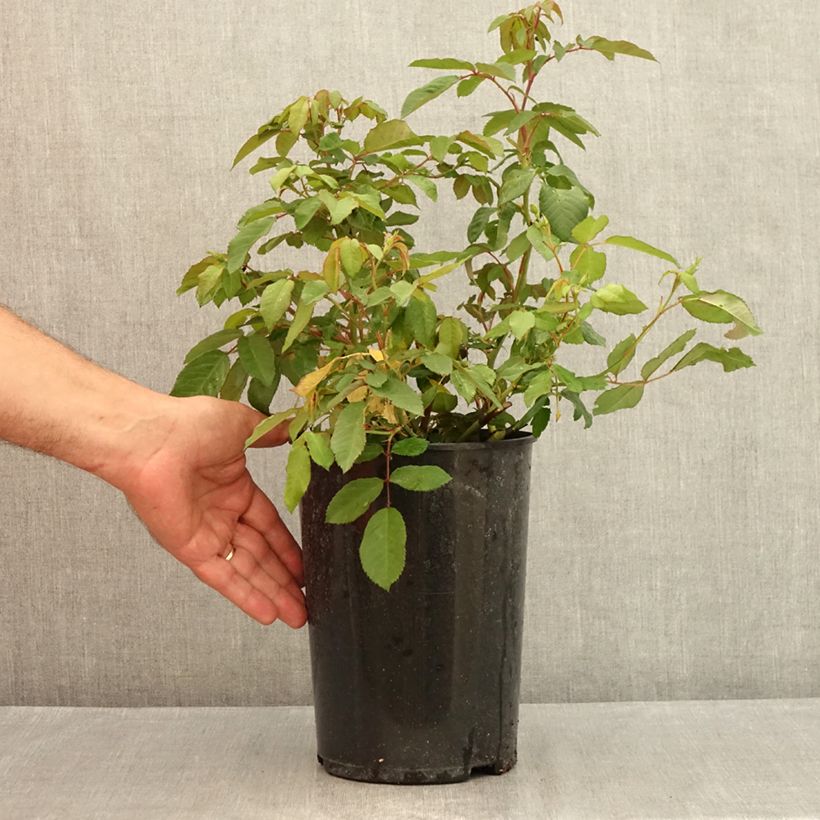 Exemplar von Rosa moschata Rosalita - Moschus-Rose Topf mit 4L/5L wie im Sommer geliefert