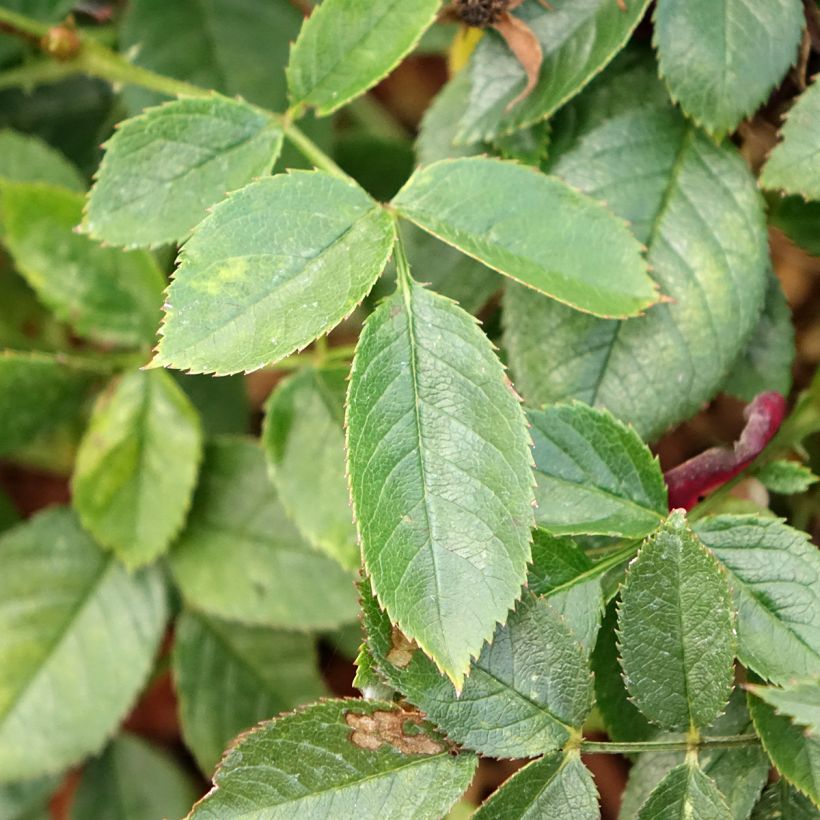 Rosa Rosy Boom Colour Change - Polyantha-Rose (Laub)