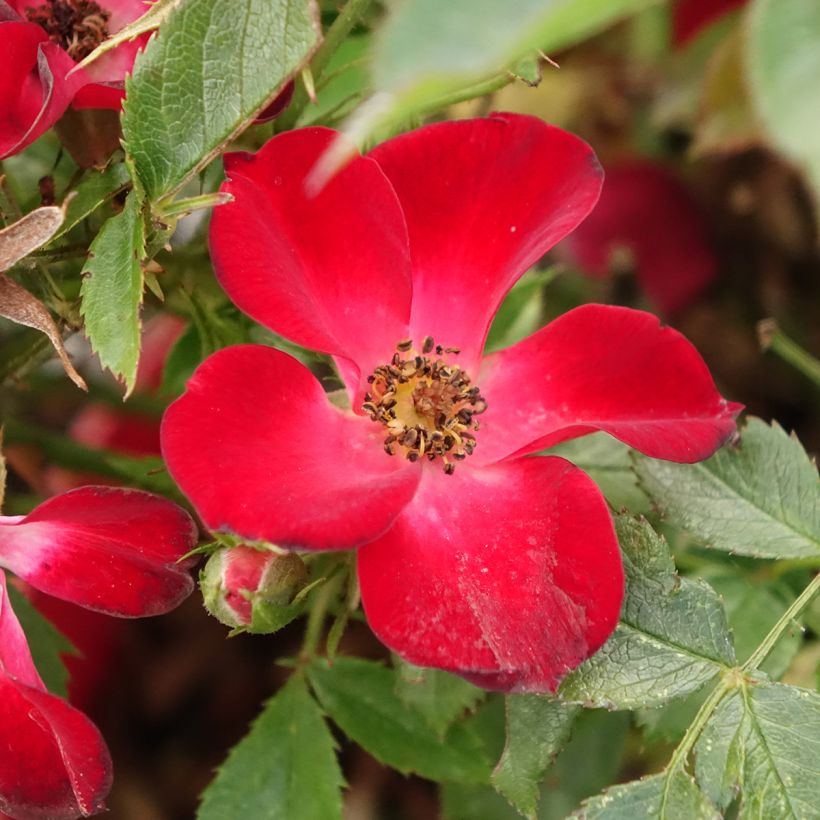 Rosa Rosy Boom Colour Change - Polyantha-Rose (Blüte)