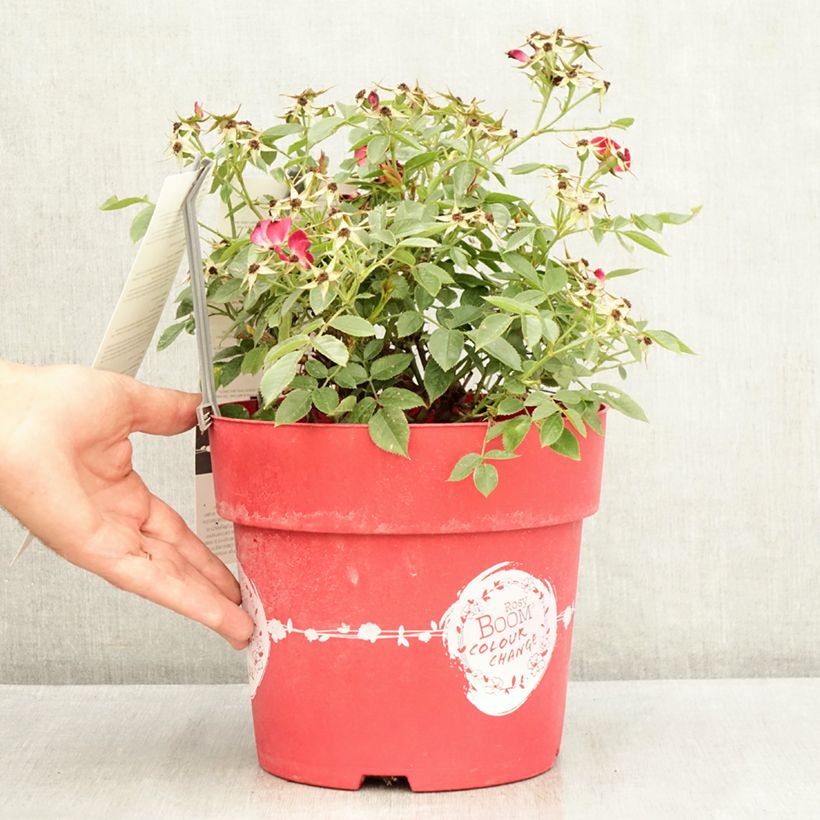 Exemplar von Rosa Rosy Boom Colour Change - Polyantha-Rose Topf mit 6L/7L wie im Sommer geliefert