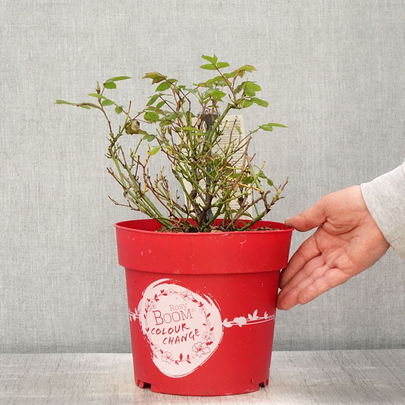 Exemplar von Rosa Rosy Boom Colour Change - Polyantha-Rose Topf mit 6L/7LGelieferte Höhe ca. 20/+cm wie im Frühjahr geliefert