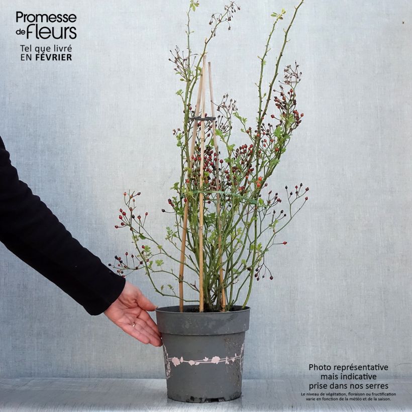 Exemplar von Rosa Rosy Boom Rose - Polyantha-Rose Topf mit 6L/7L wie im Winter geliefert