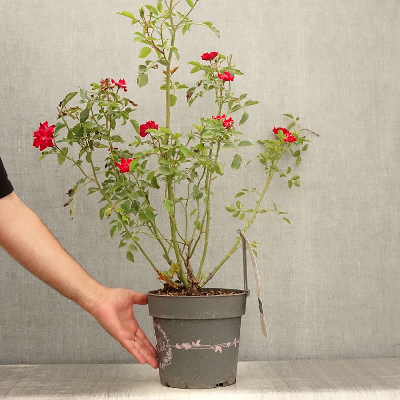 Exemplar von Rosa Rosy Boom rouge La Belle Rouge - Polyantha-Rose Topf mit 6L/7L wie im Sommer geliefert